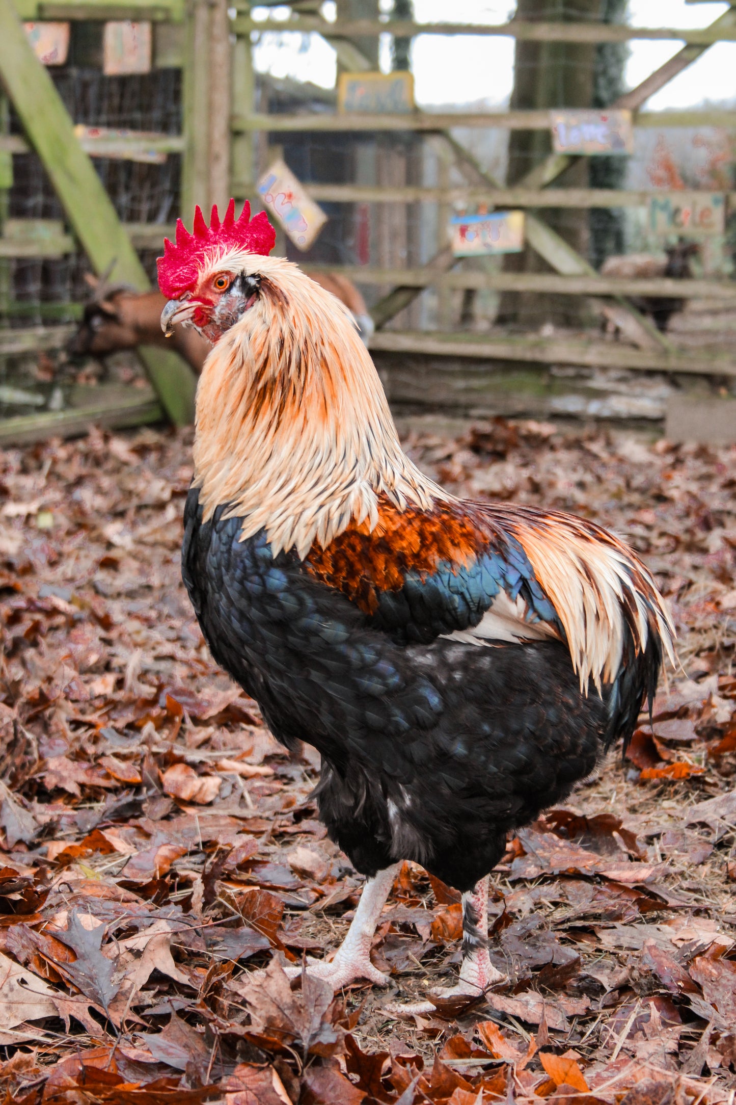 Tierpatenschaft Caesar