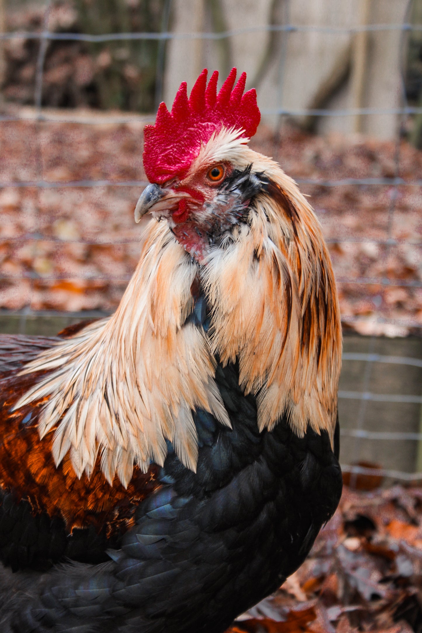 Tierpatenschaft Caesar