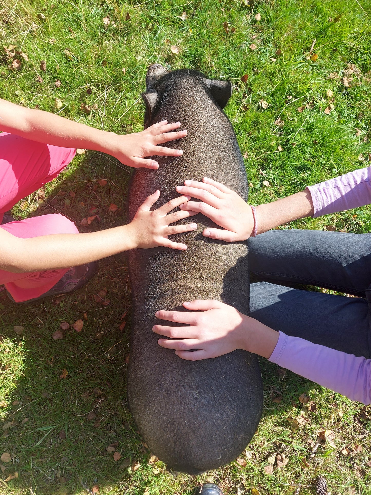 Tierpatenschaft Schweine