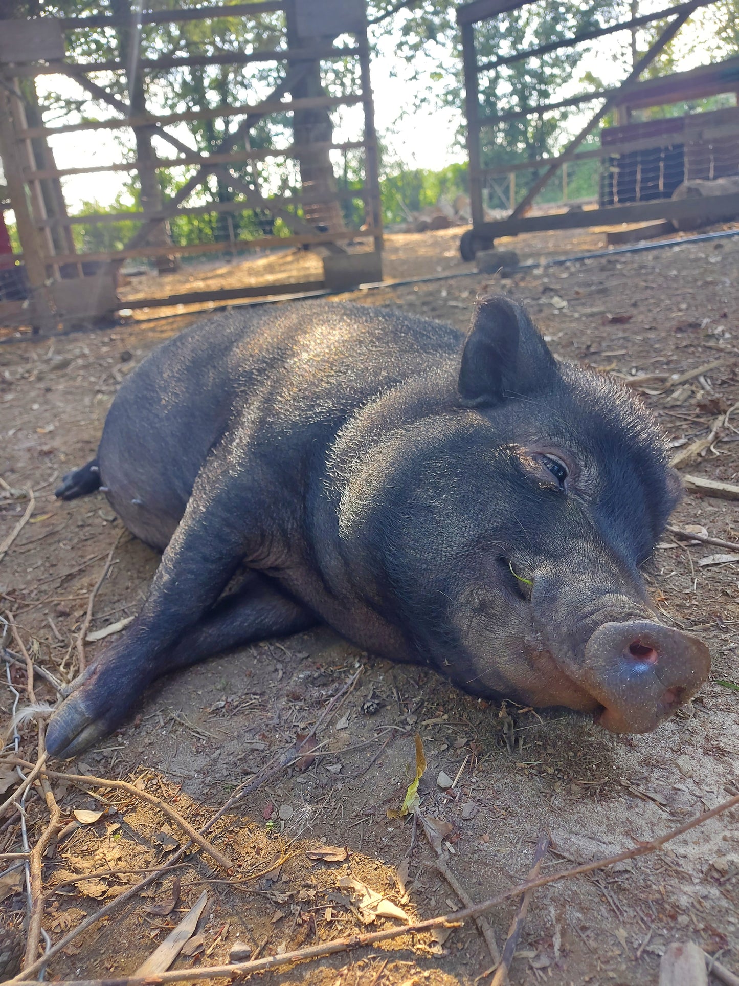 Tierpatenschaft Schweine