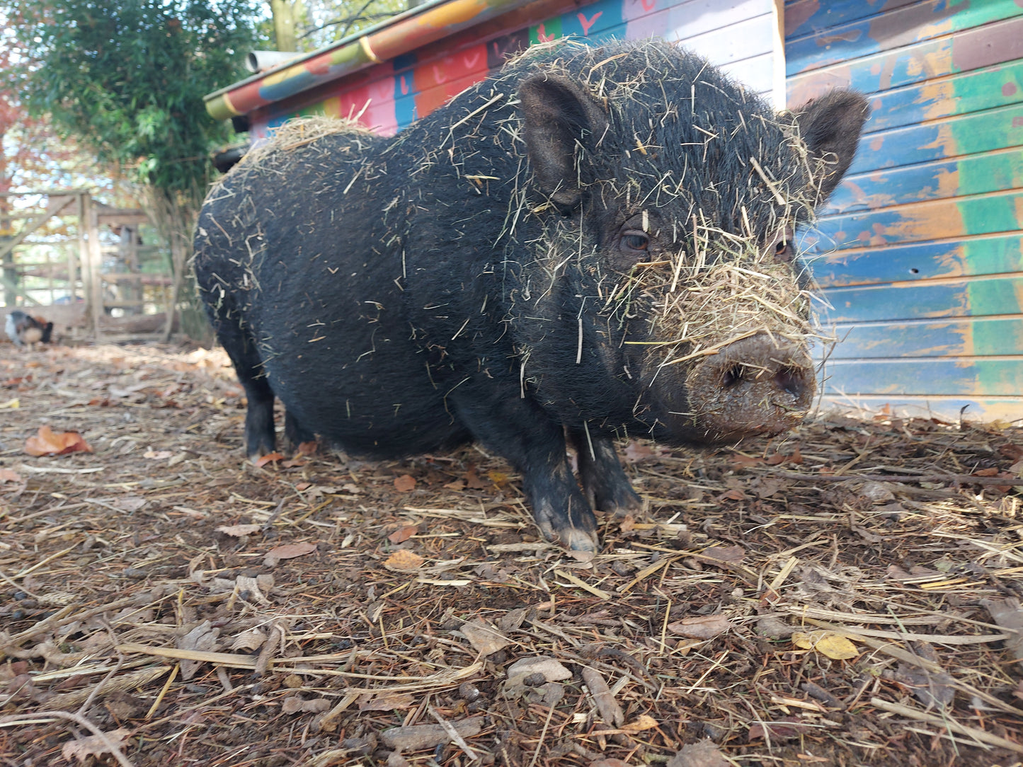 Tierpatenschaft Schweine