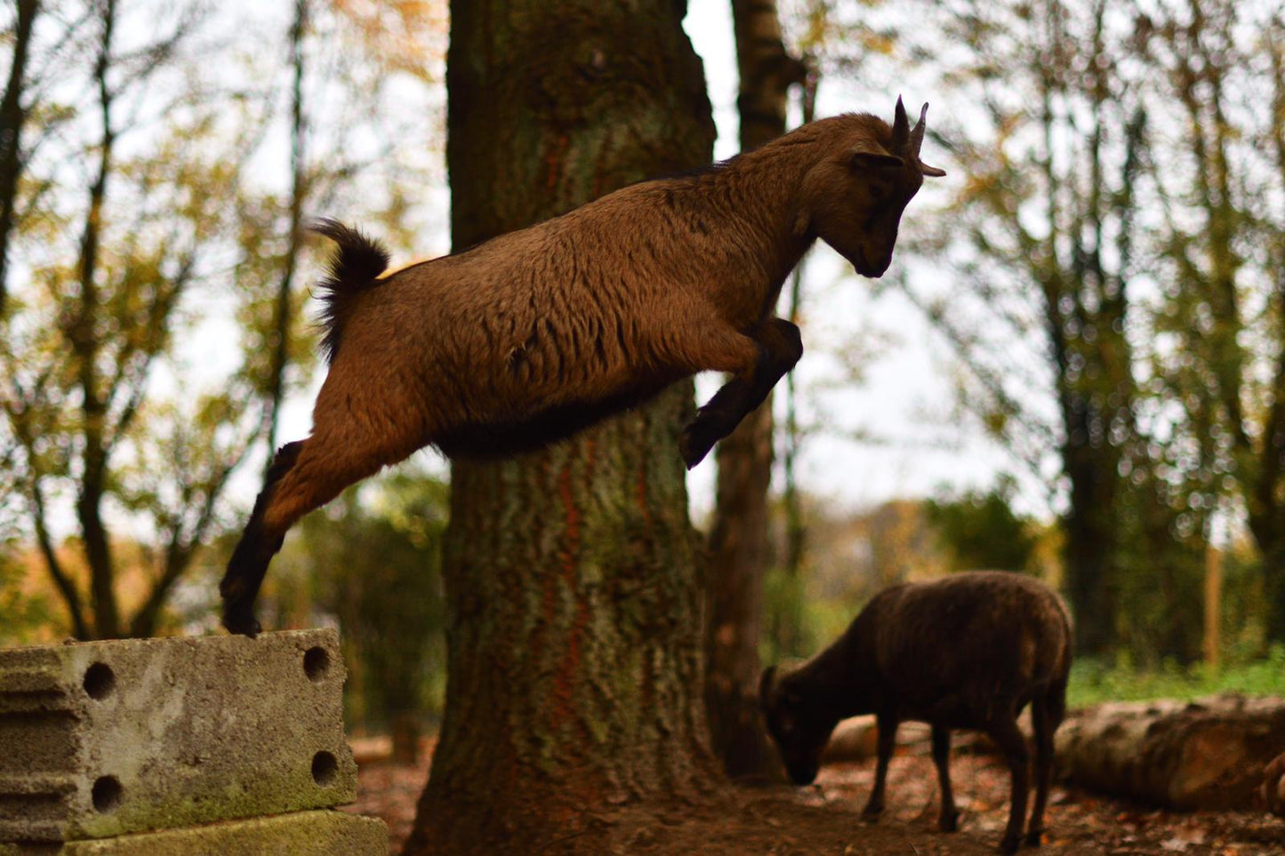 Tierpatenschaft Ziegen