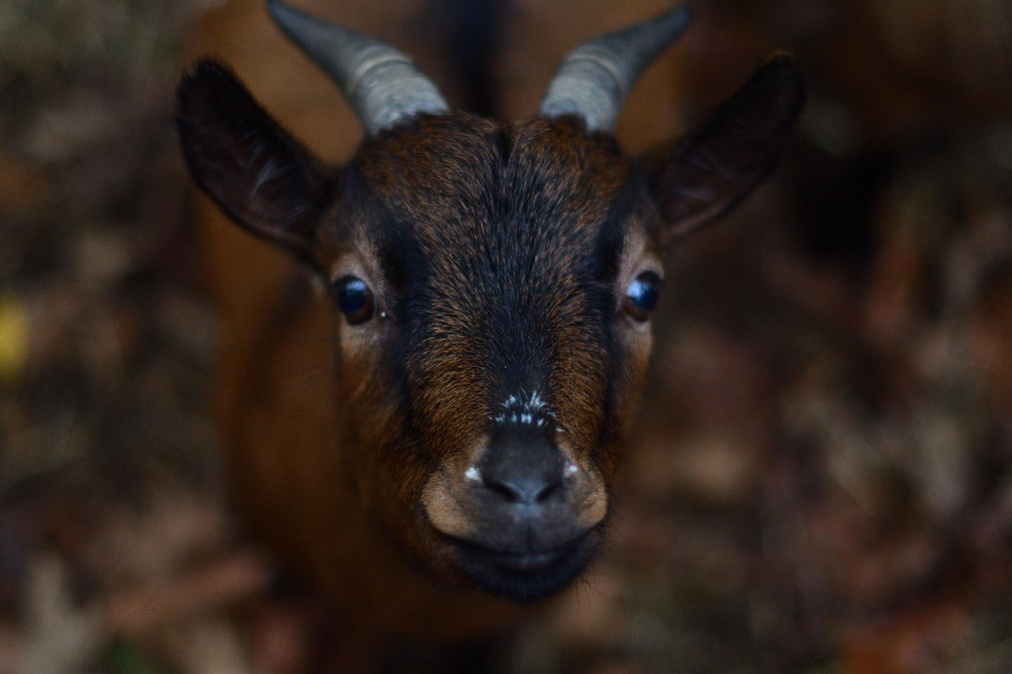 Tierpatenschaft Ziegen