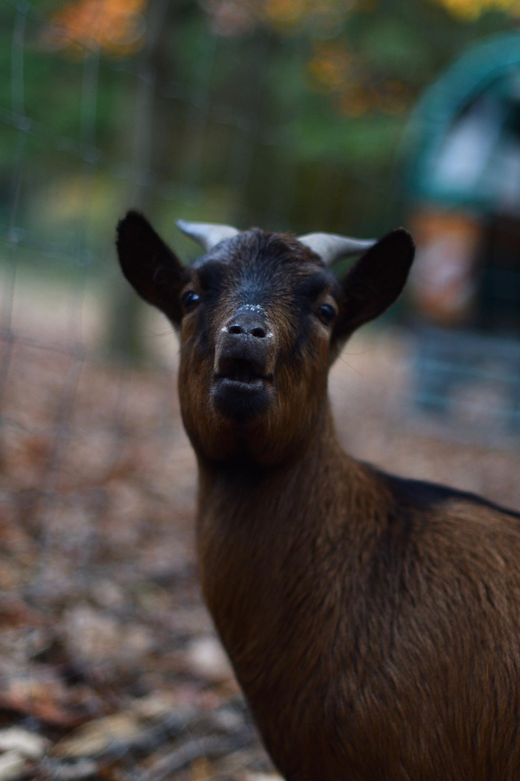 Tierpatenschaft Ziegen
