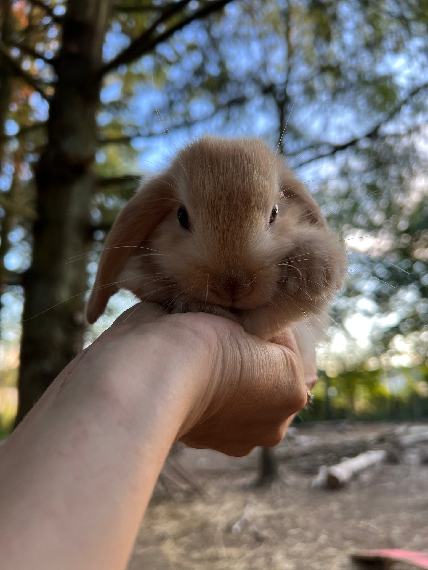 Tierpatenschaft Kaninchen