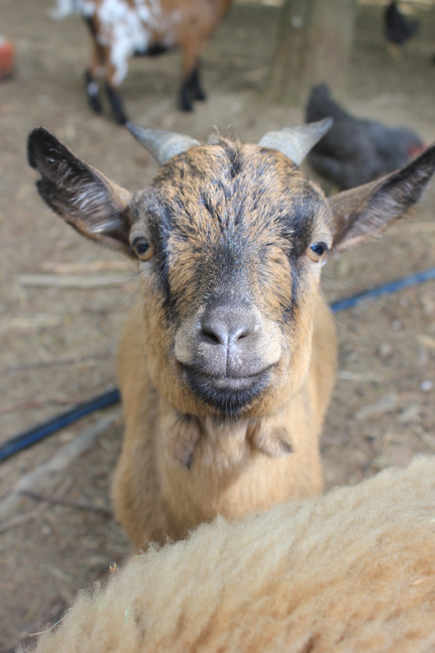Tierpatenschaft Ziegen
