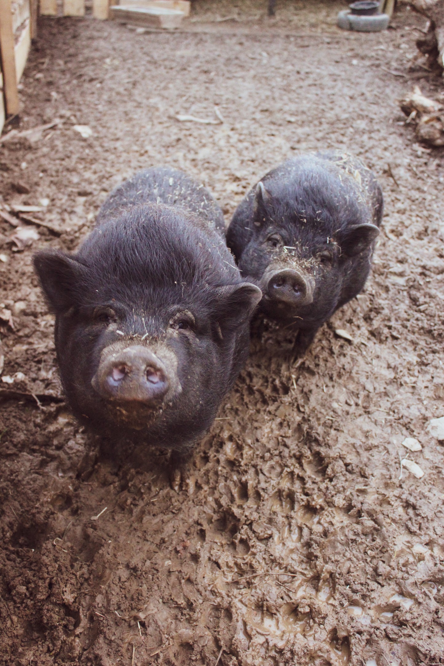 Tierpatenschaft Schweine