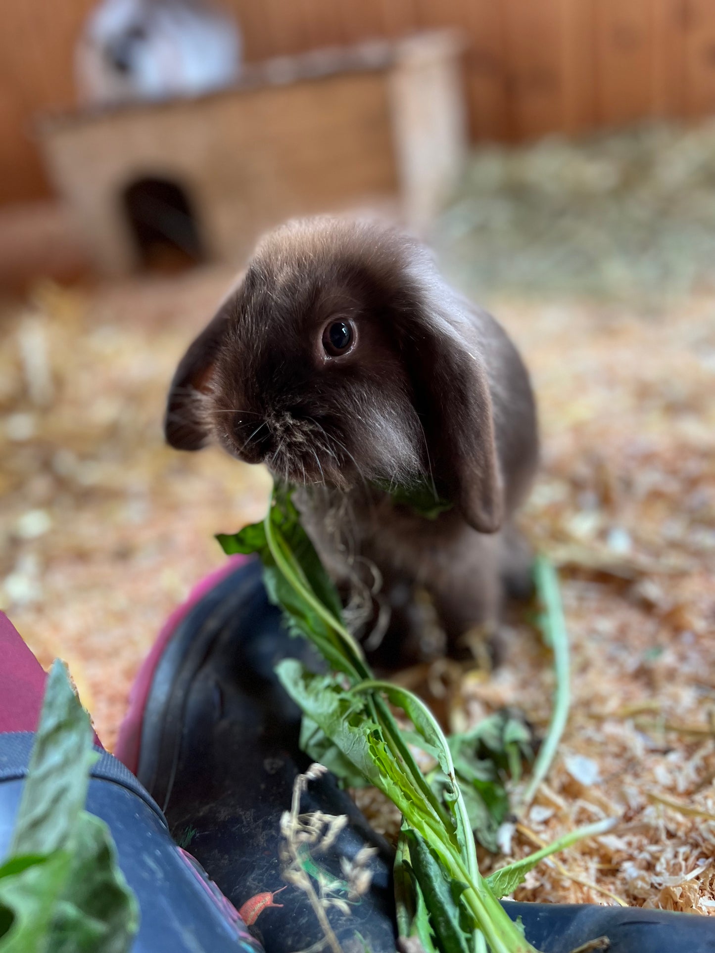 Tierpatenschaft Kaninchen