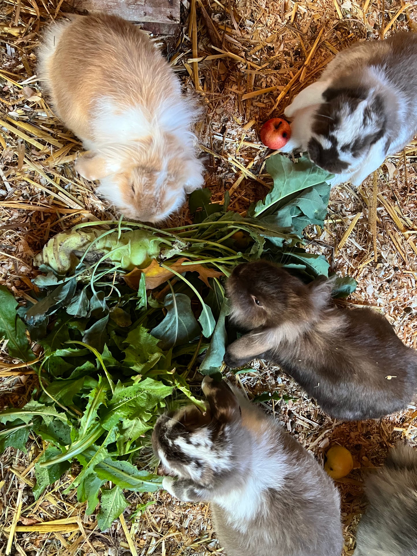 Tierpatenschaft Kaninchen