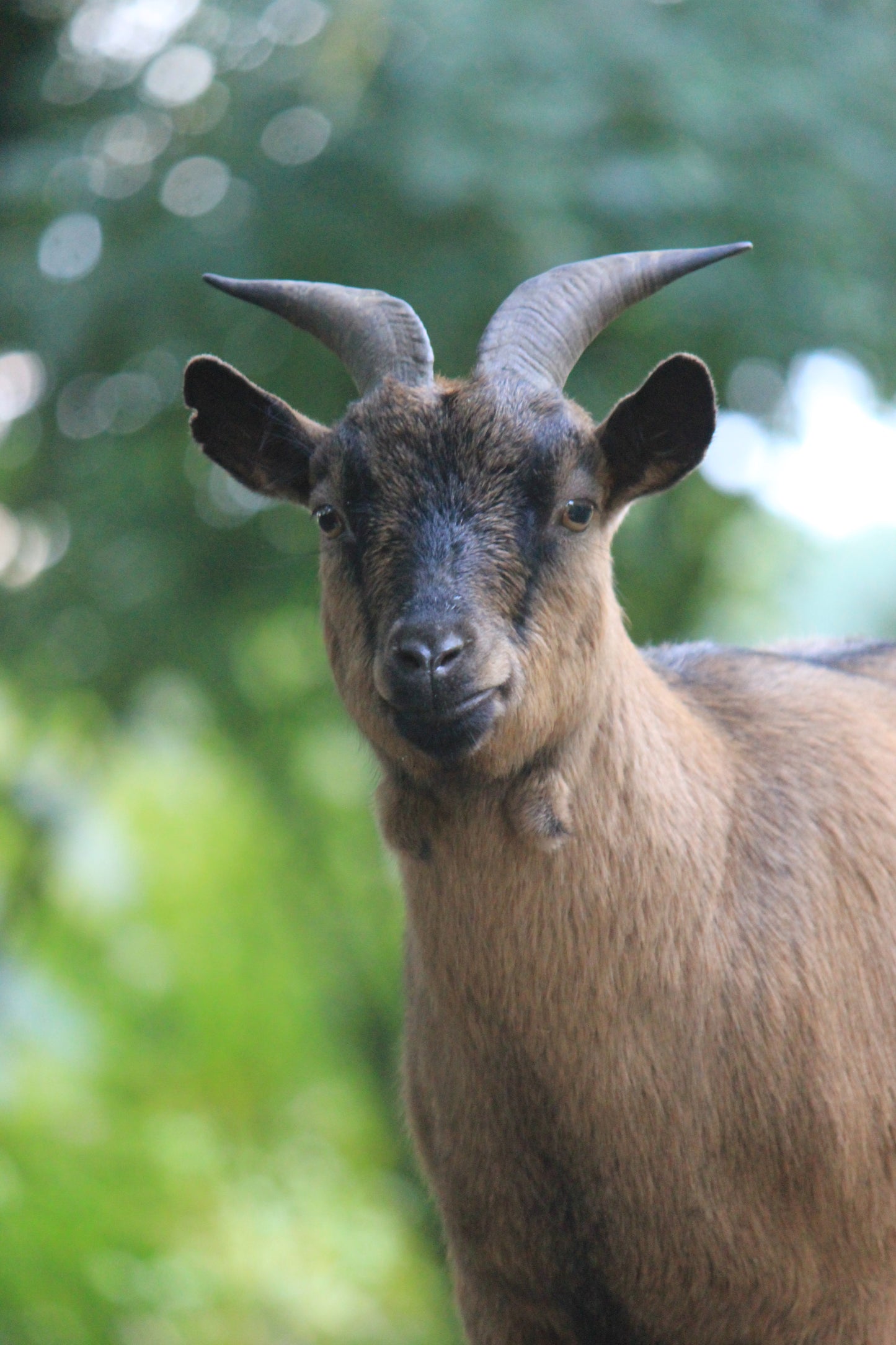 Tierpatenschaft Ziegen