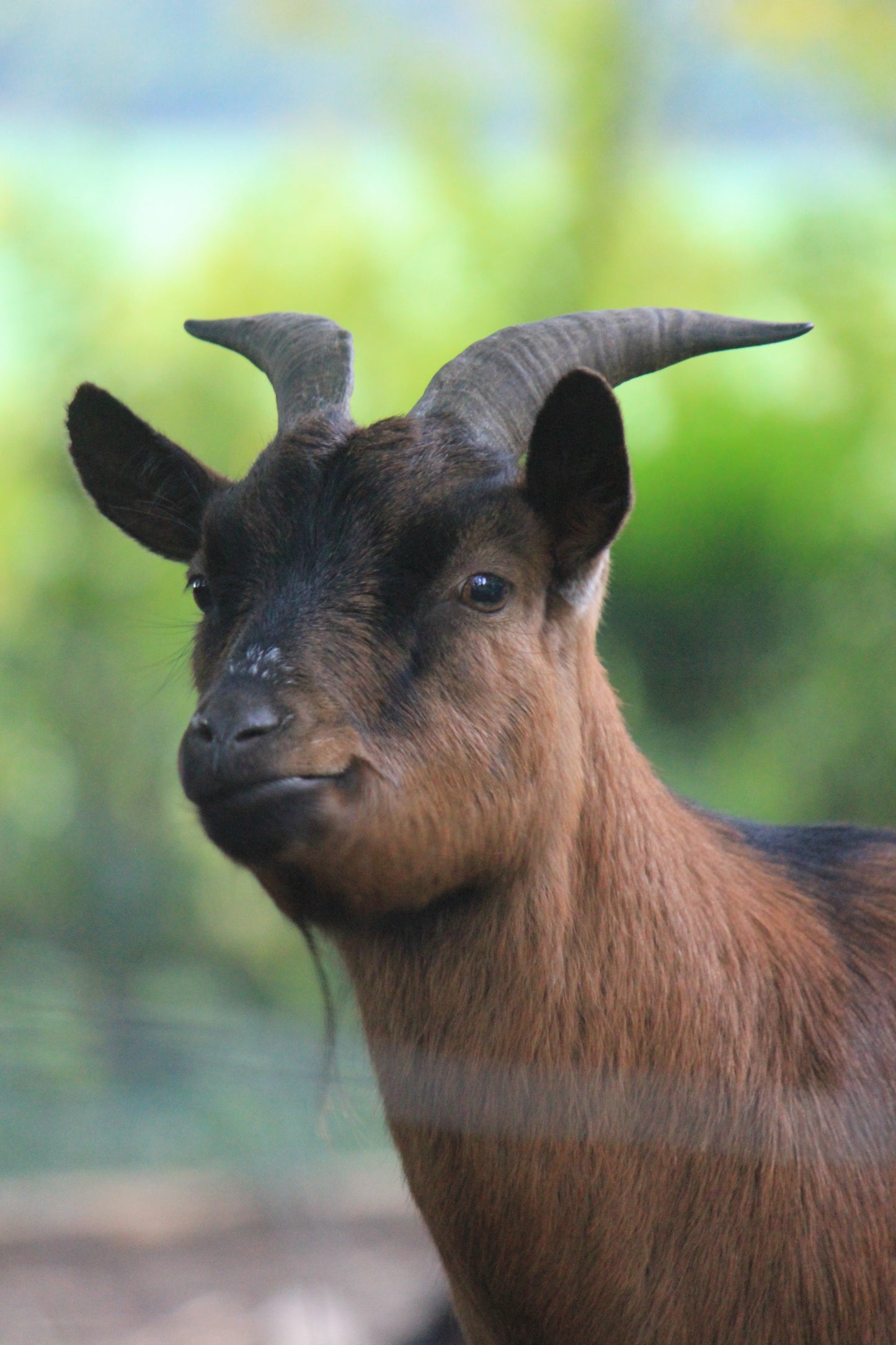 Tierpatenschaft Ziegen
