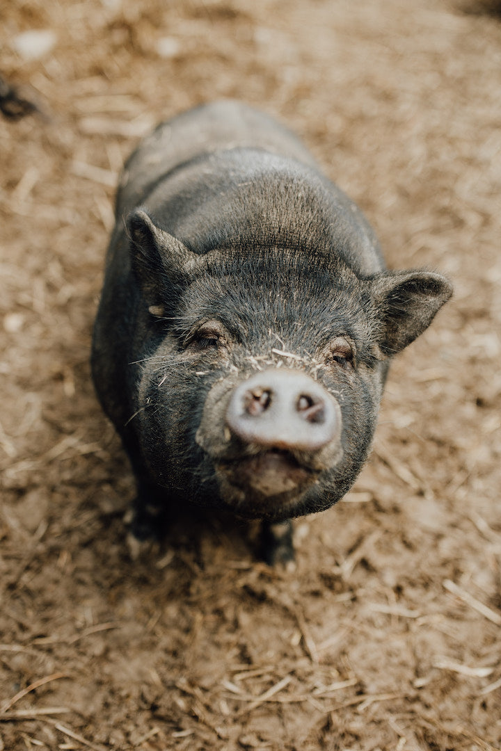 Tierpatenschaft Schweine