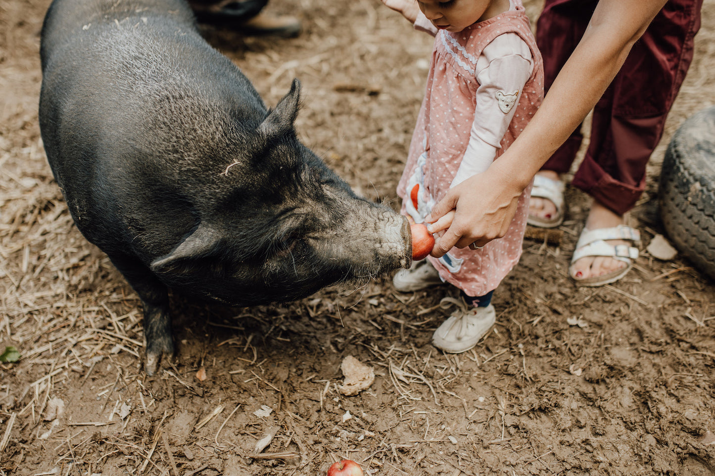 Tierpatenschaft Schweine