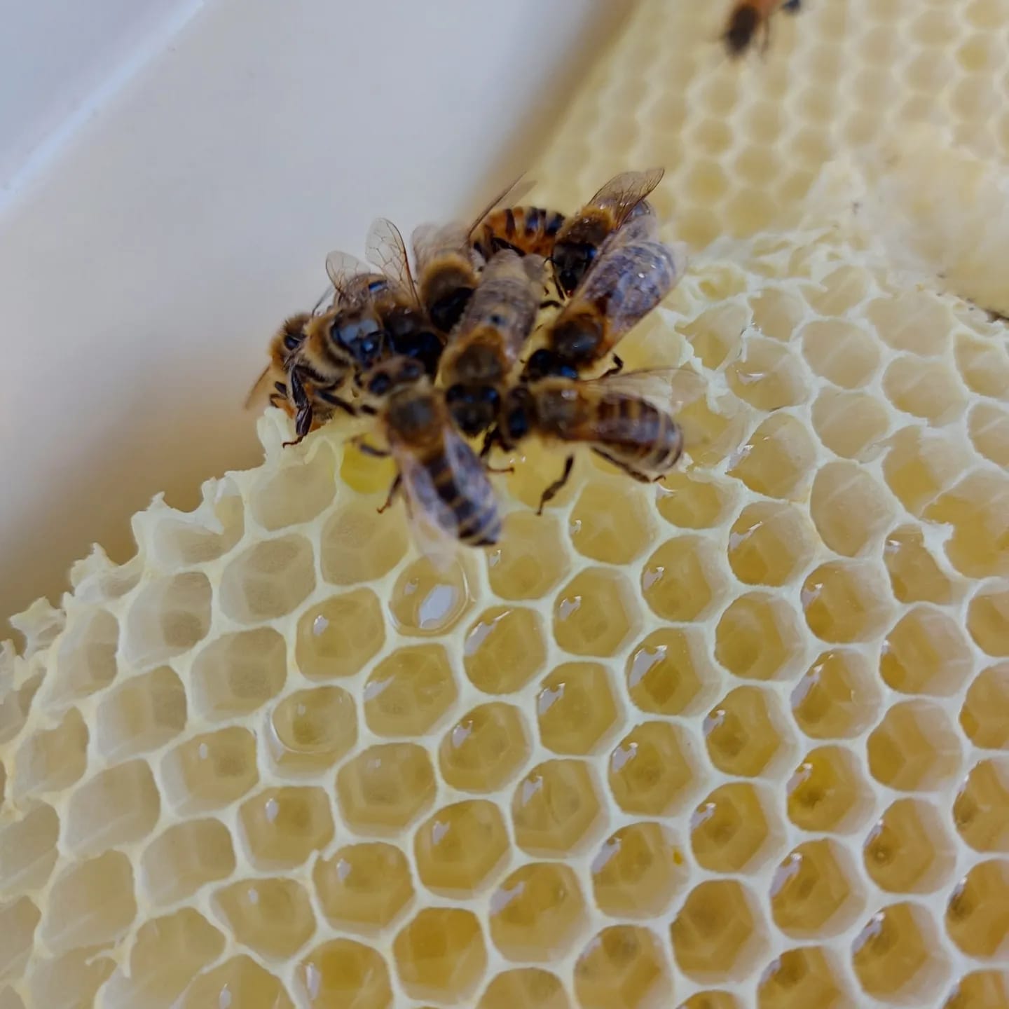 Tierpatenschaft Honigbienen