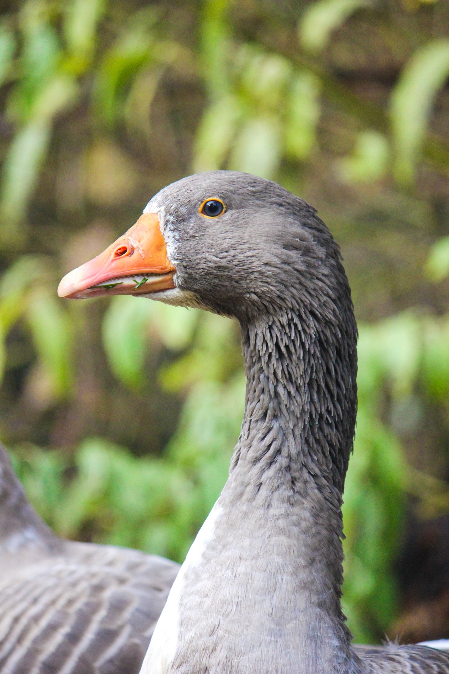 Tierpatenschaft Gänse