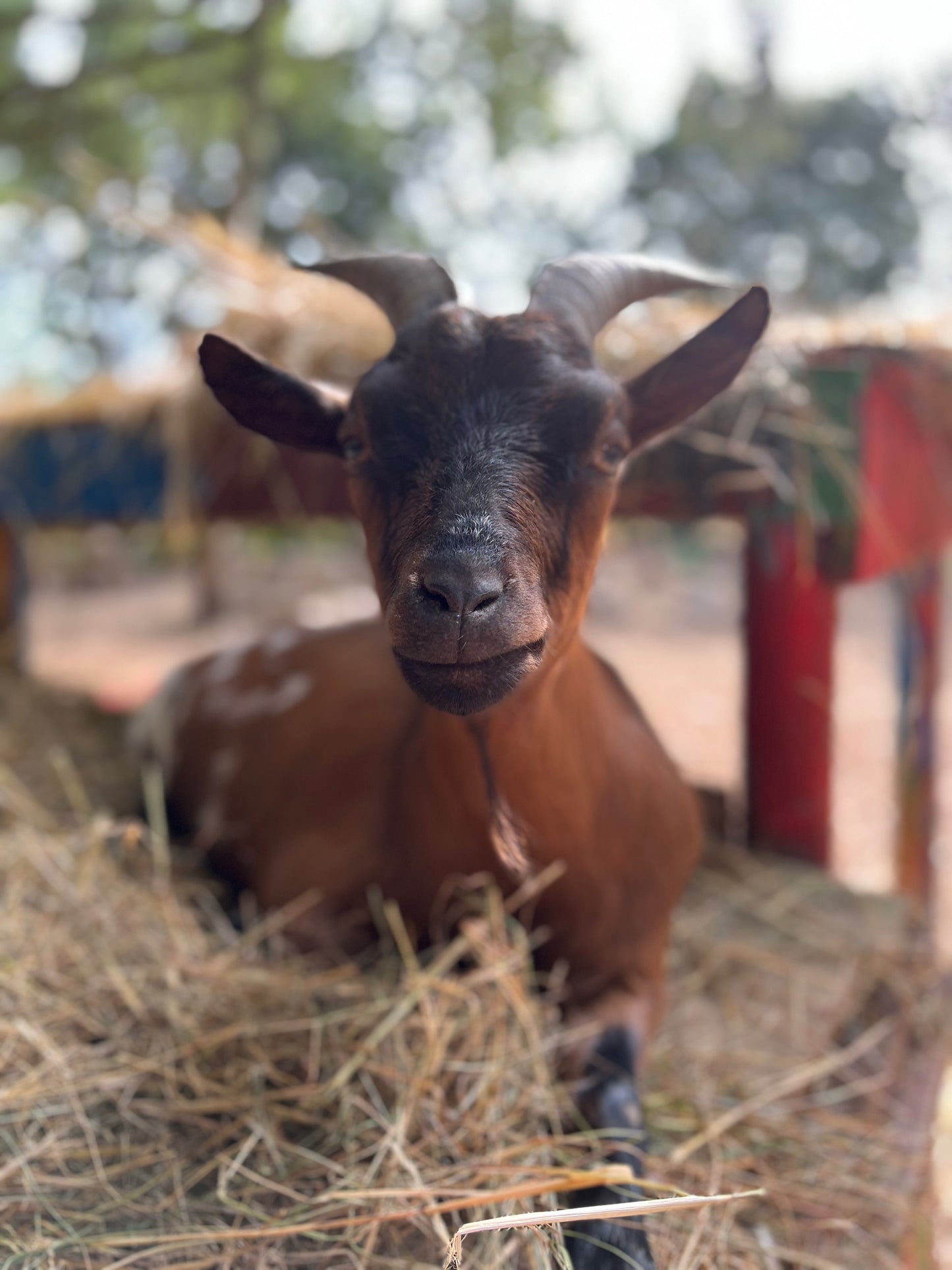 Tierpatenschaft Ziegen