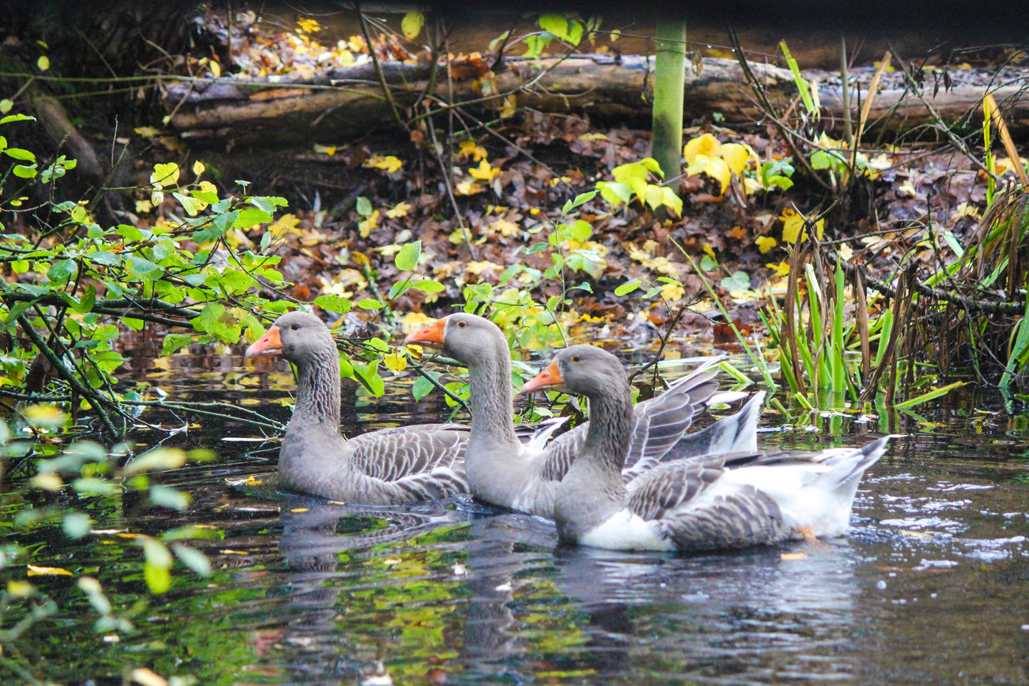 Tierpatenschaft Gänse