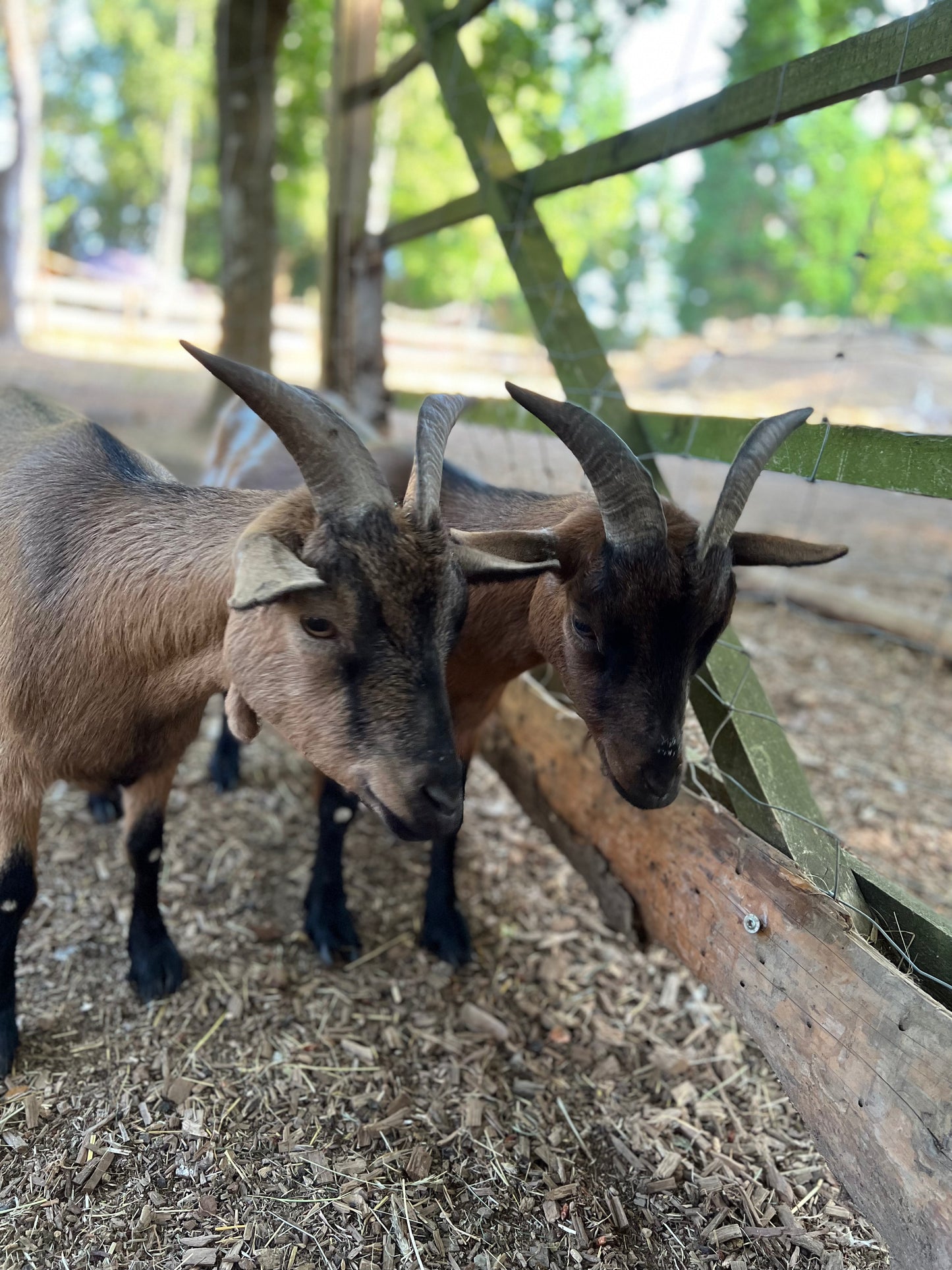 Tierpatenschaft Ziegen