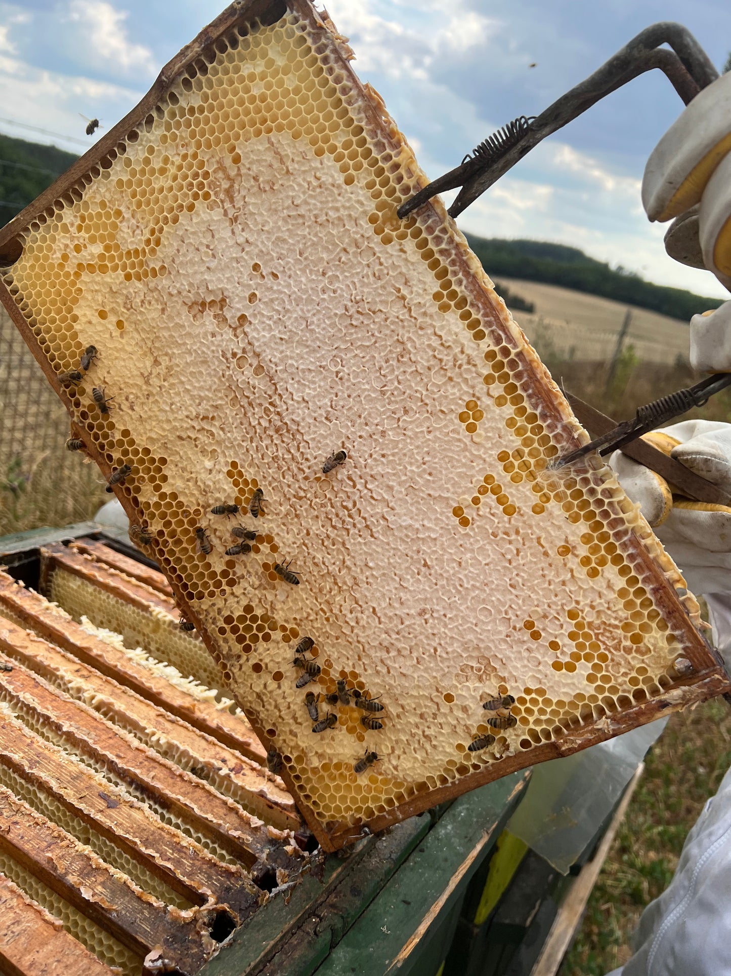 Tierpatenschaft Honigbienen