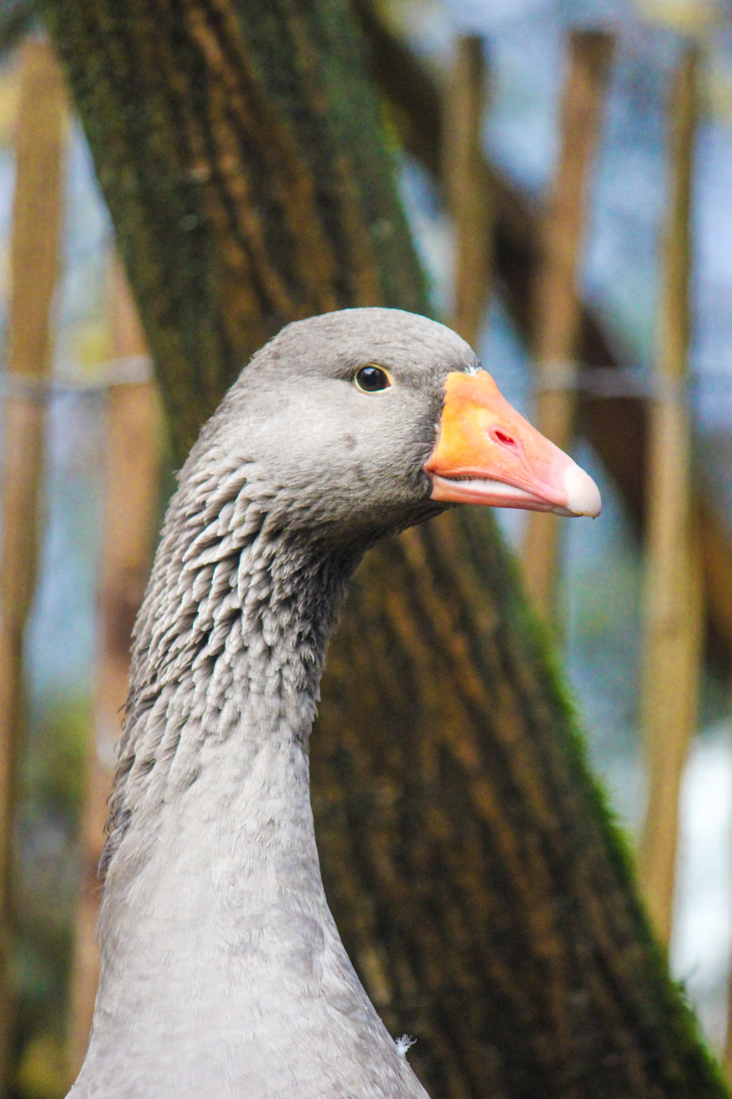 Tierpatenschaft Gänse