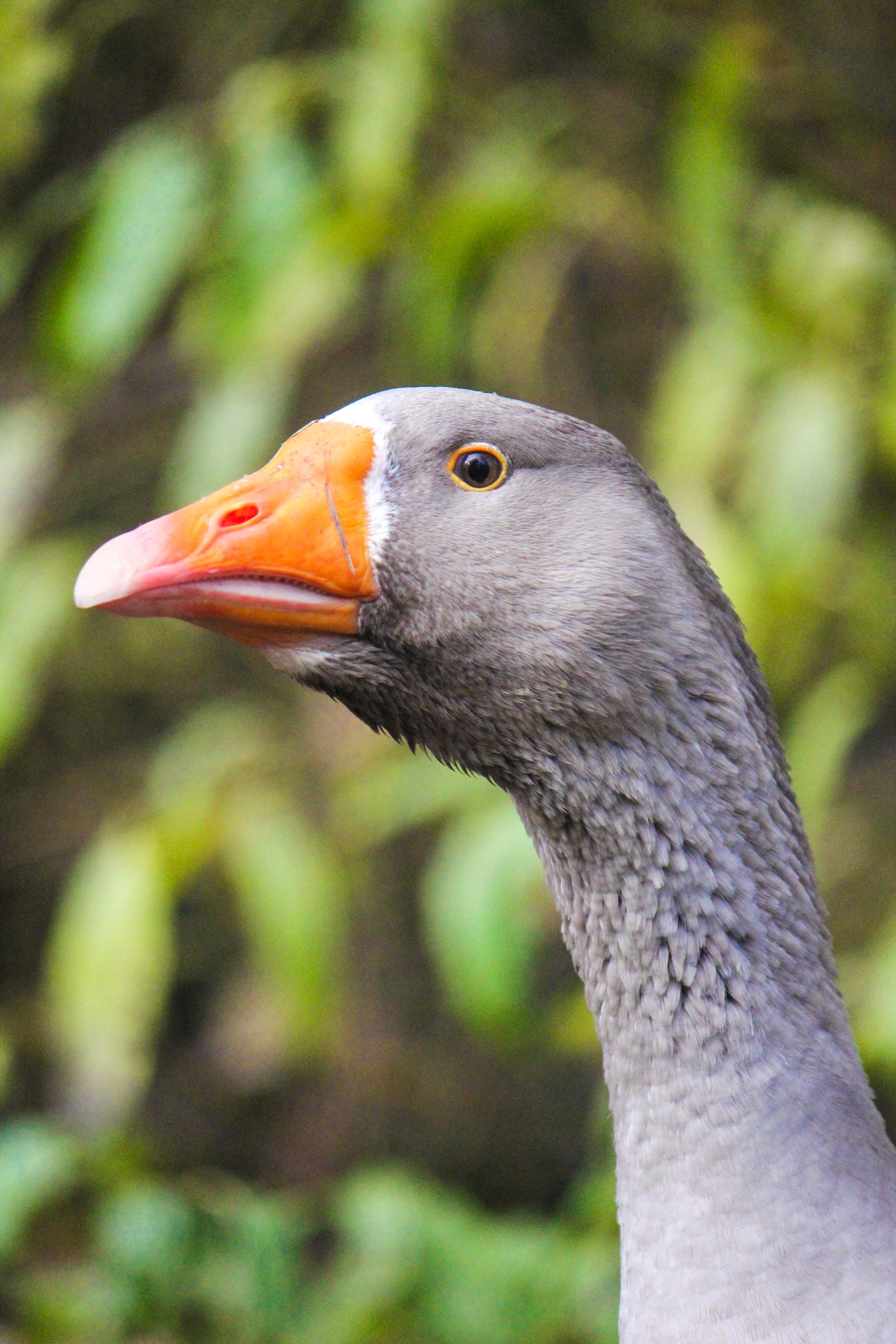 Tierpatenschaft Gänse