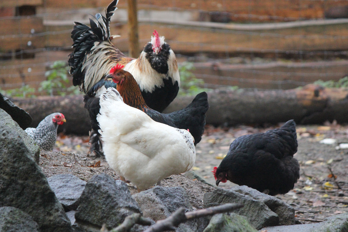 Tierpatenschaft Hühner