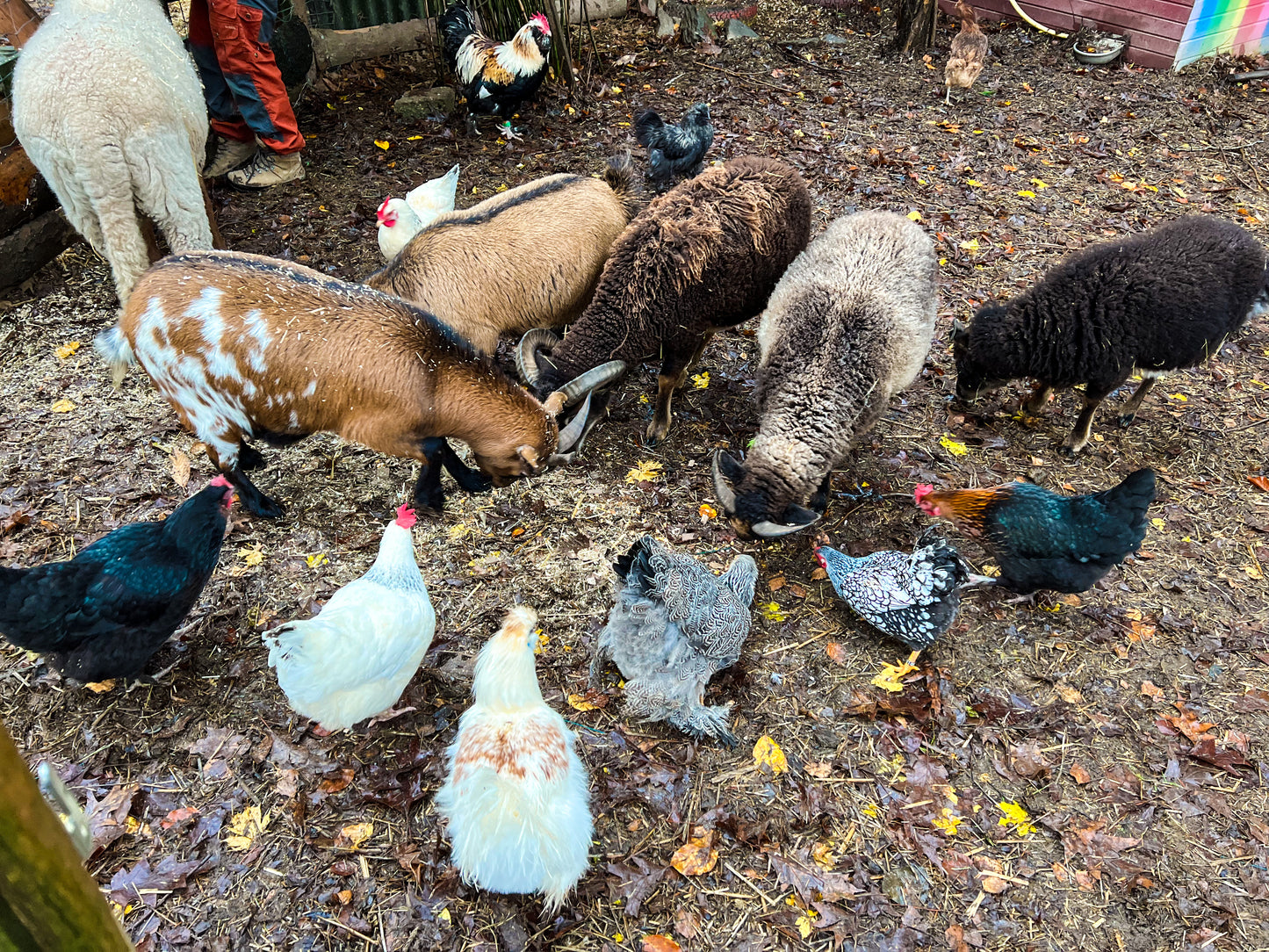 Tierpatenschaft Ziegen
