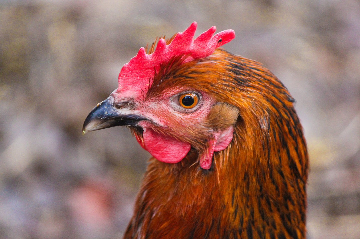 Tierpatenschaft Hühner