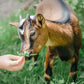 Tierpatenschaft Ziegen