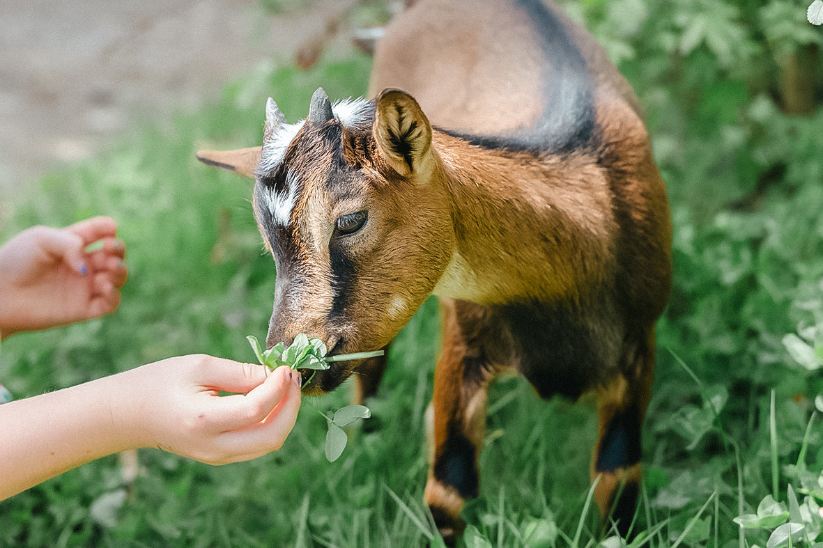 Tierpatenschaft Ziegen