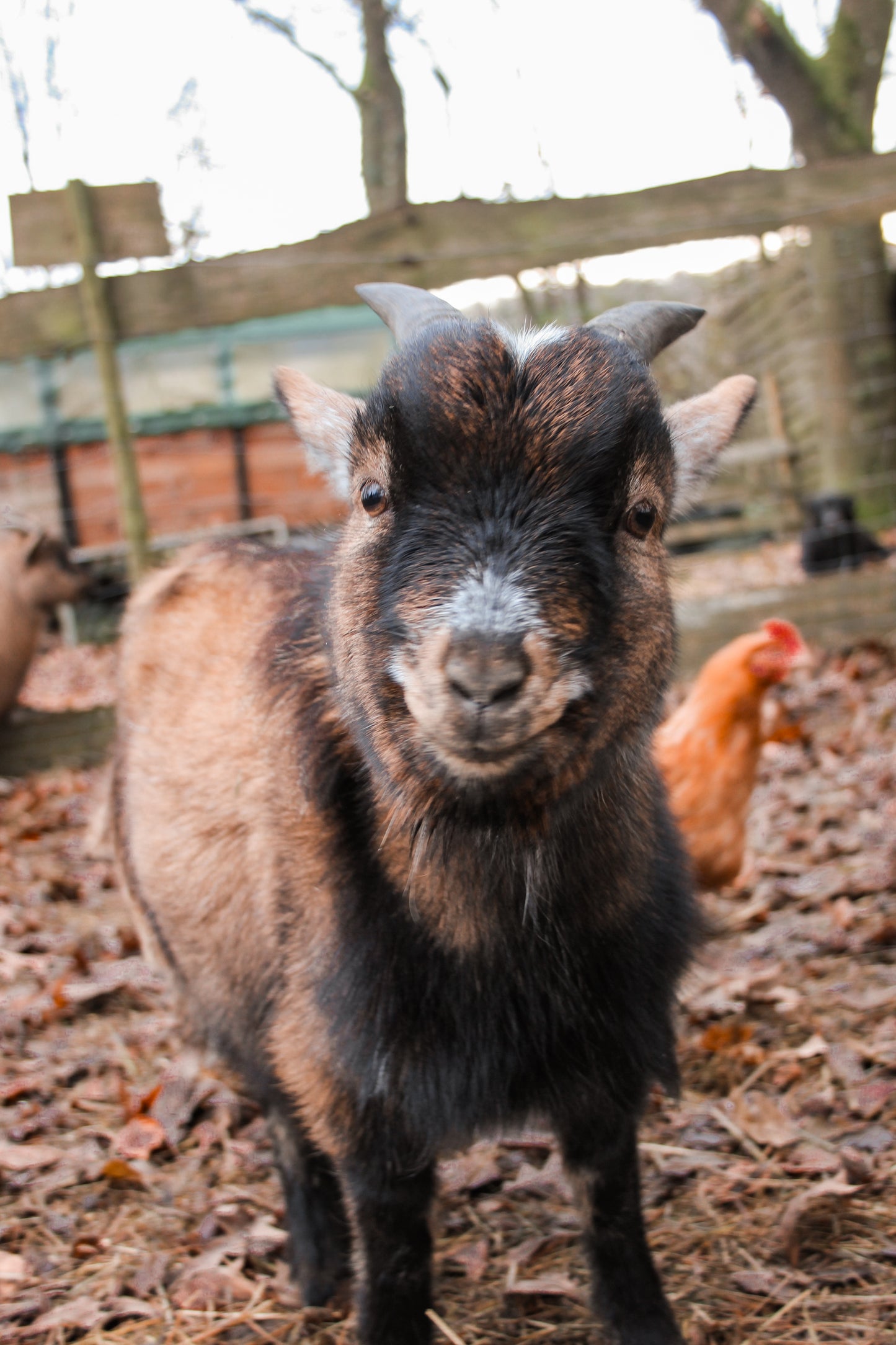 Tierpatenschaft Ziegen