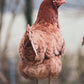 Tierpatenschaft Hühner