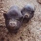 Tierpatenschaft Schweine