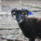 Tierpatenschaft Schafe