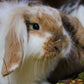 Tierpatenschaft Kaninchen
