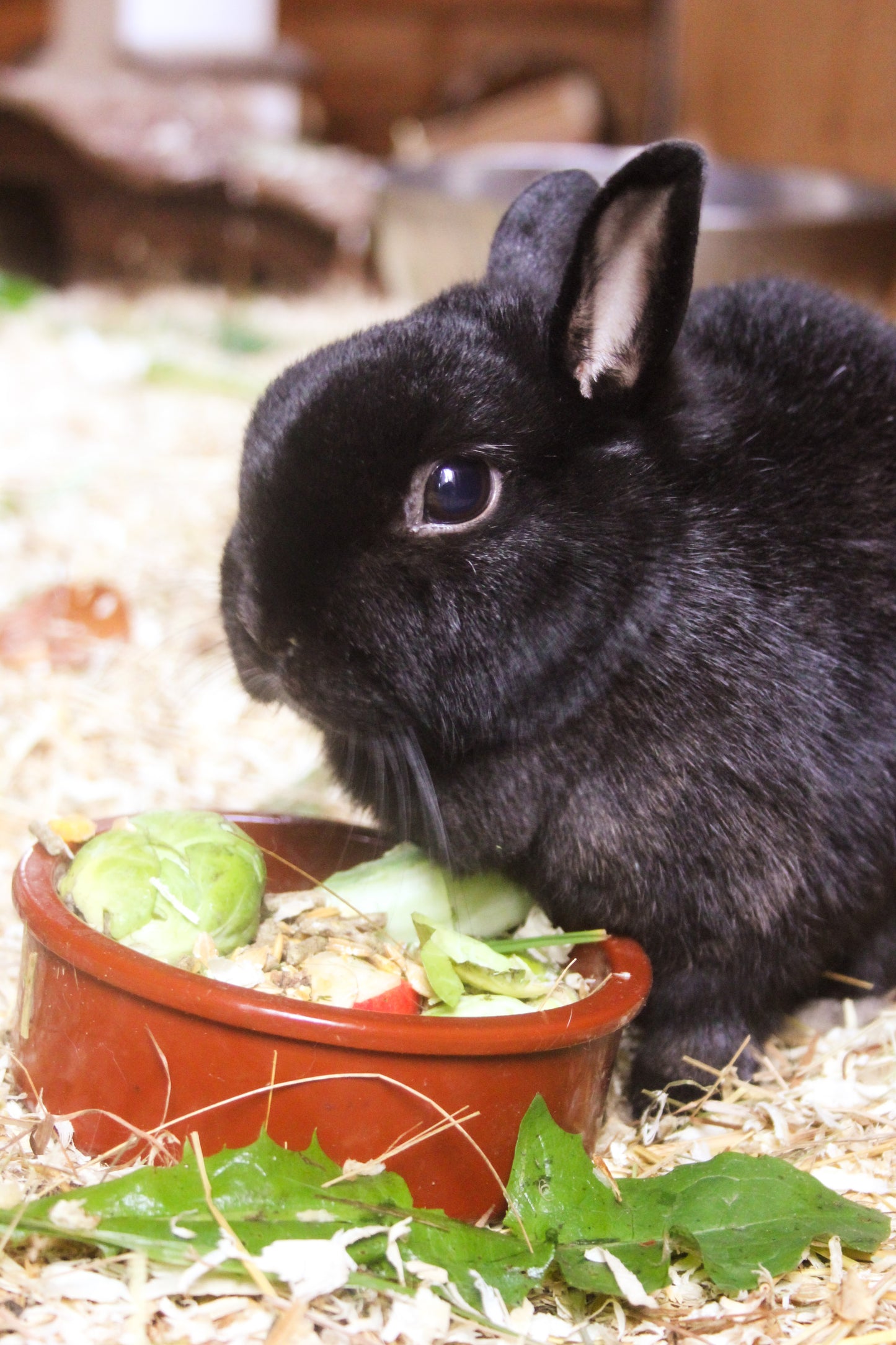 Tierpatenschaft Kaninchen