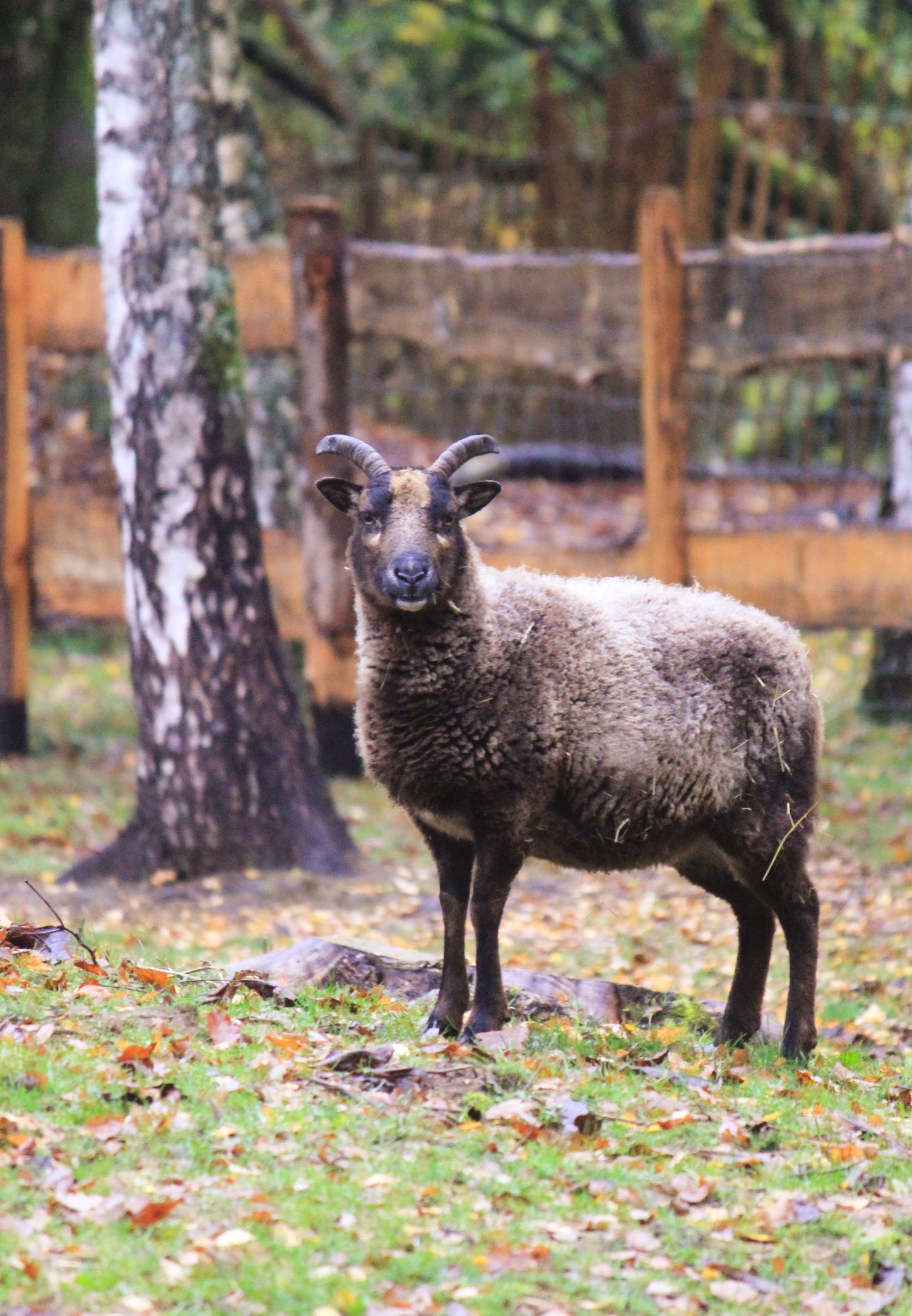 Tierpatenschaft Schafe