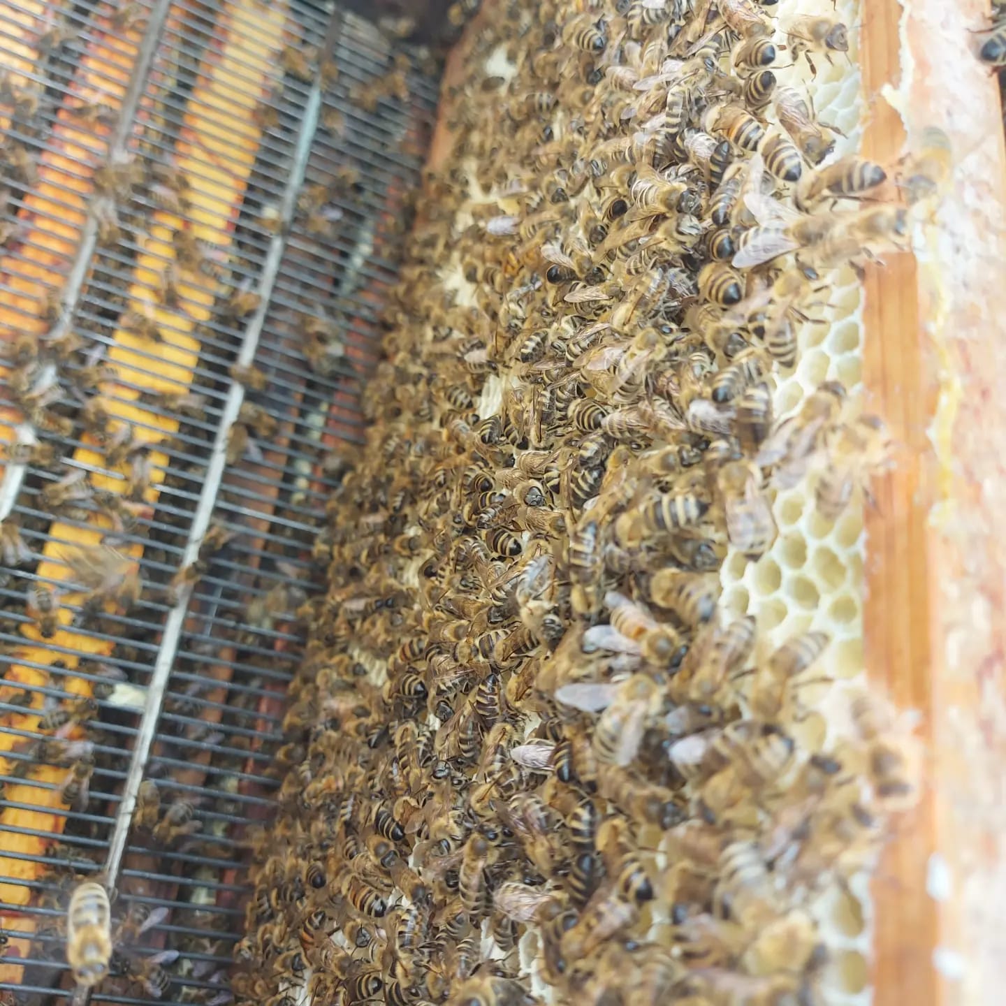 Tierpatenschaft Honigbienen