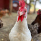 Tierpatenschaft Hühner